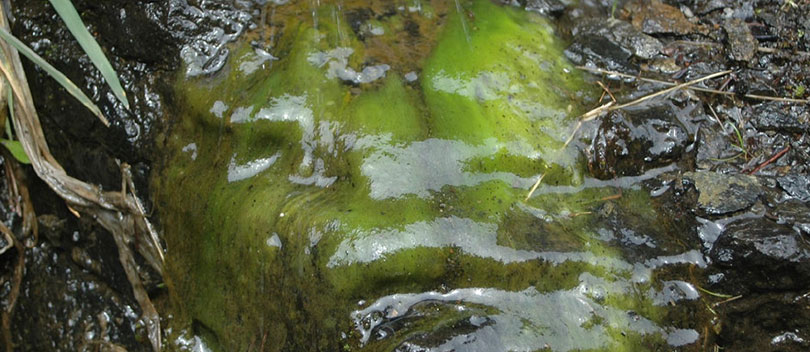 Rock snot.