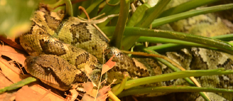 Snake in the grass.