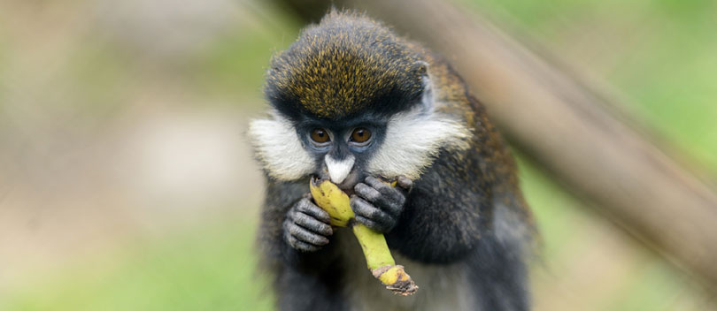 Monkey eating a banana.