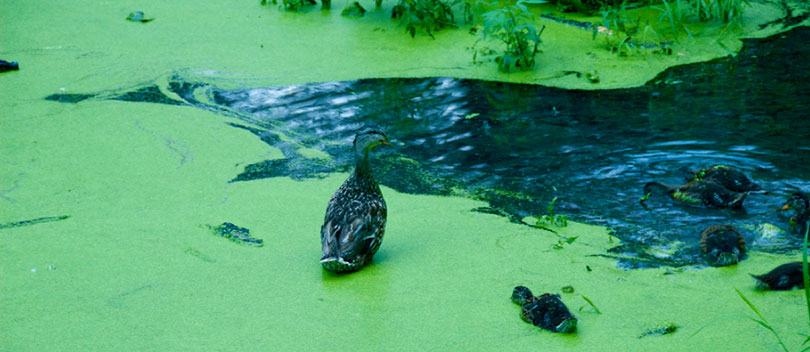 Ducks on an algae-covered pond.