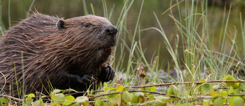Beaver in the grass.