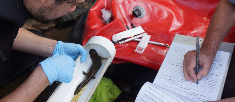 A salamander being measured. It is an endangered species.