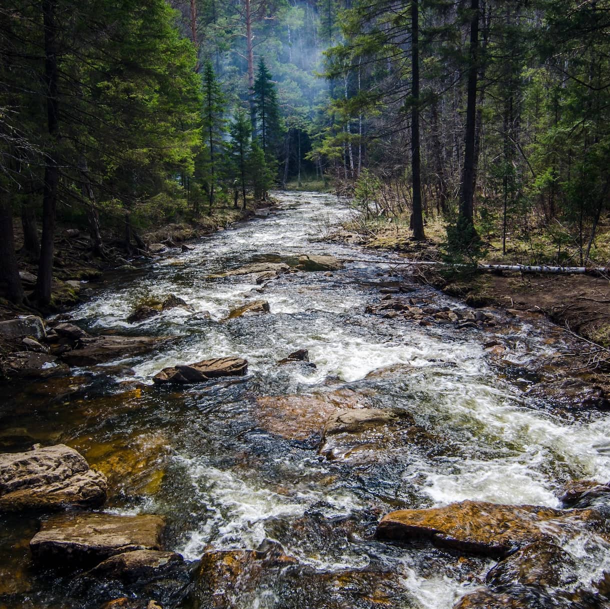 River flowing through forest